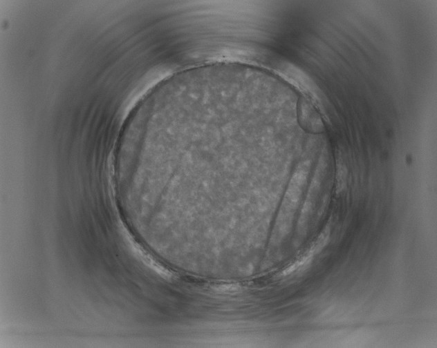 X0000067400798200604281906