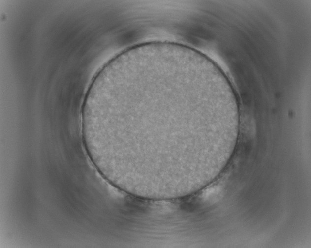 X0000067400807200604281906