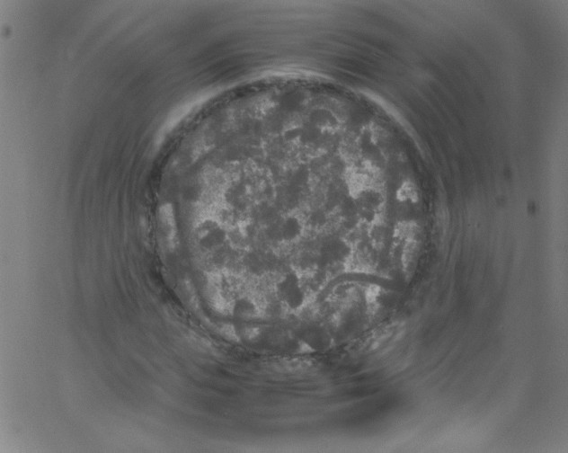 X0000067400823200604281905