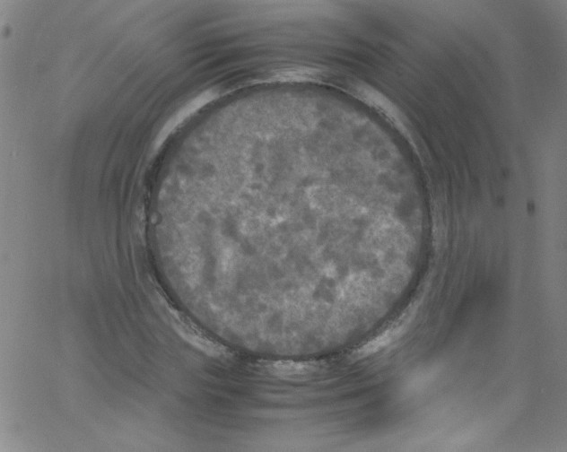 X0000067400827200604281905