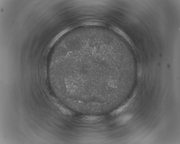 X0000067400829200604281905