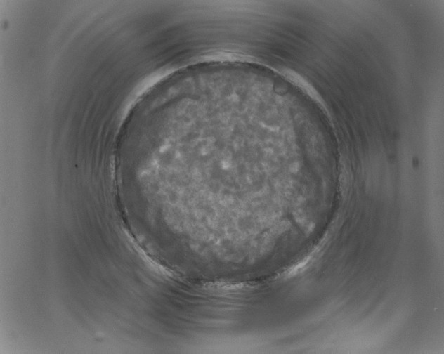 X0000067400831200604281905