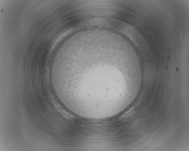 X0000067400832200604281905