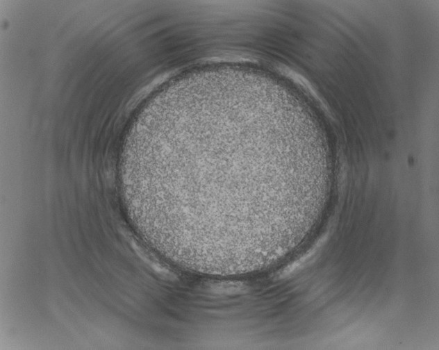 X0000067400833200604281905