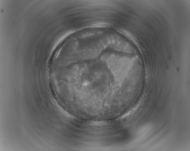 X0000067400835200604281905