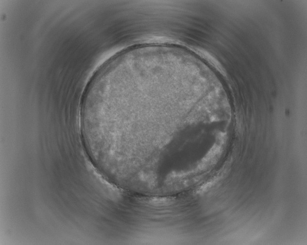 X0000067400839200604281905