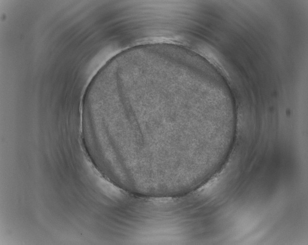 X0000067400844200604281906