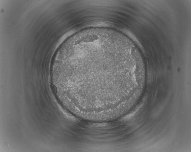 X0000067400845200604281906