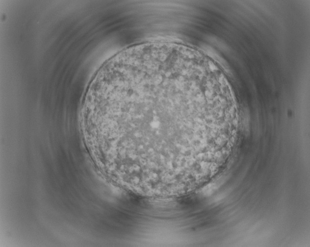 X0000067400856200604281906