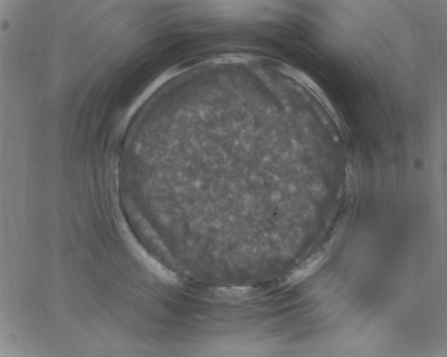 X0000067400859200604281906