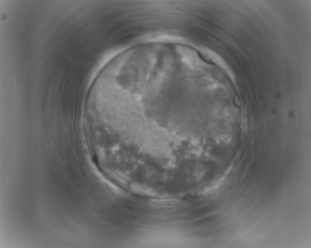 X0000067400863200604281906