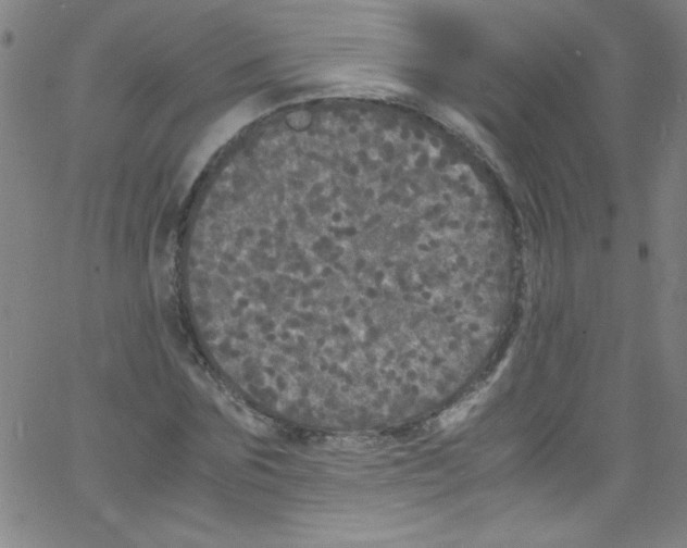 X0000067400875200604281905