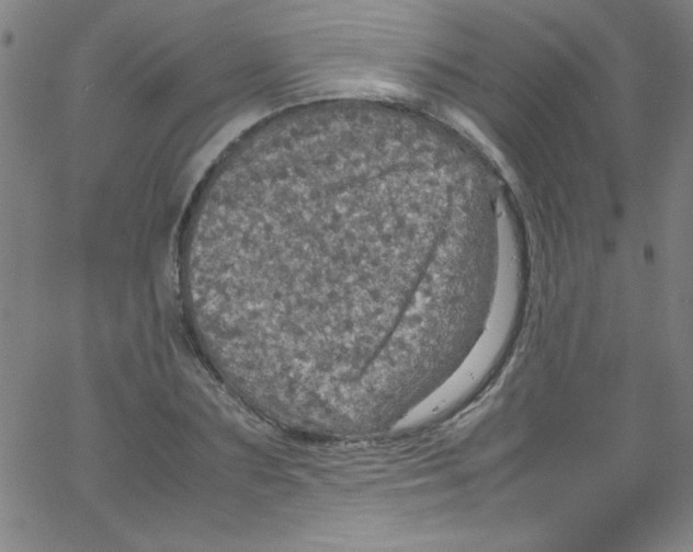 X0000067400883200604281905