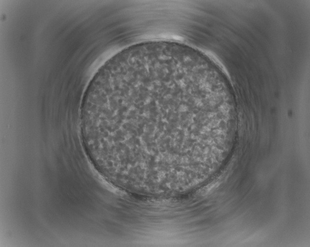 X0000067400895200604281905