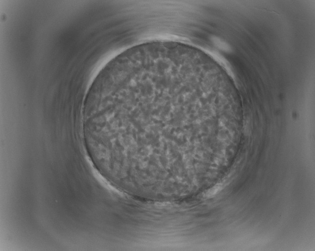 X0000067400903200604281904