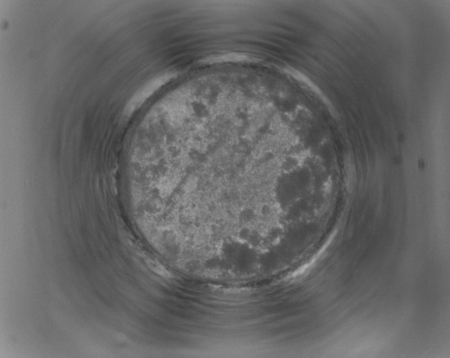 X0000067400921200604281904