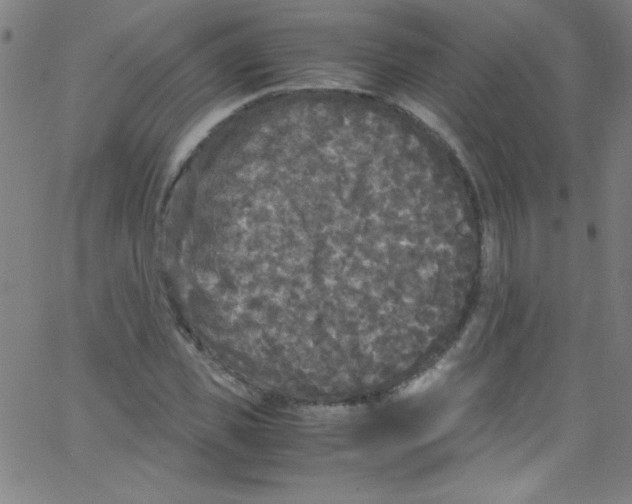 X0000067400925200604281904