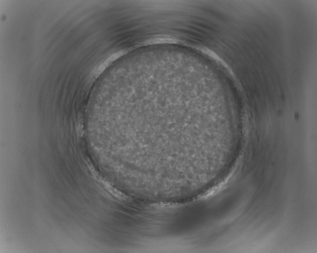 X0000067400929200604281904