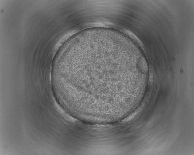 X0000067400938200604281904