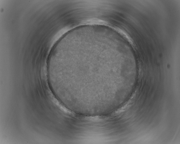 X0000067400990200604281903