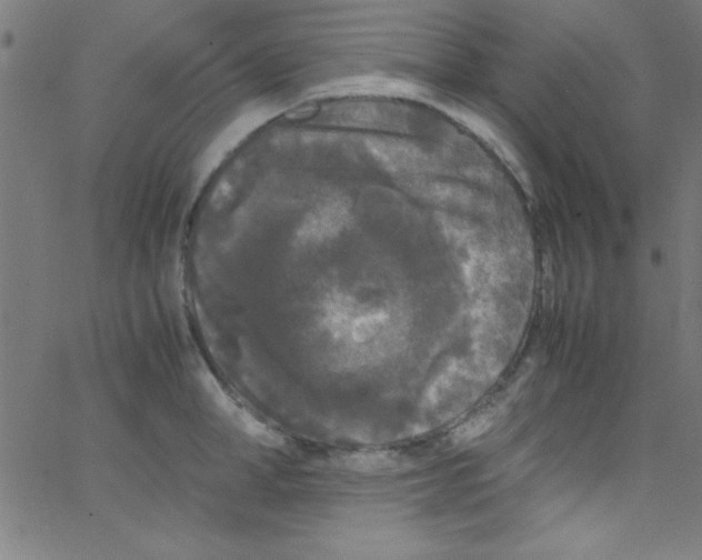 X0000067400998200604281903