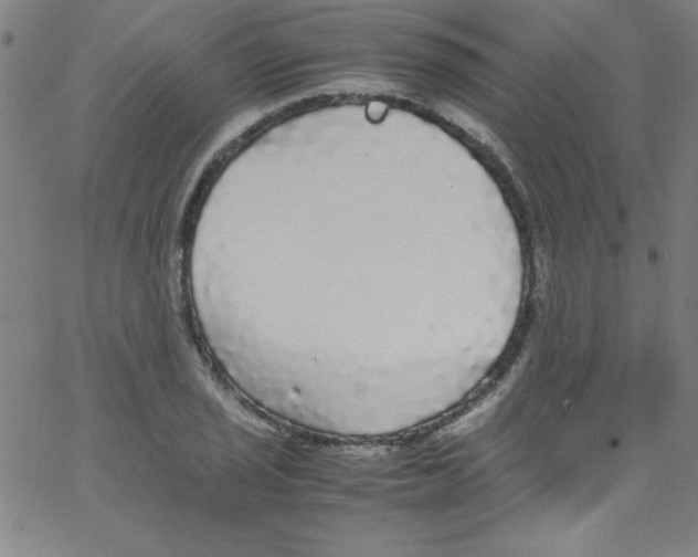 X0000067401029200604281902