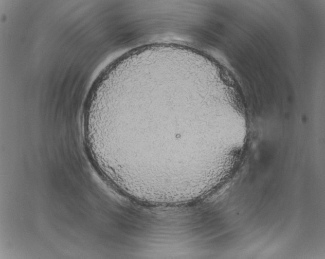 X0000067401032200604281902