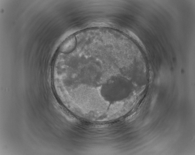 X0000067401035200604281902