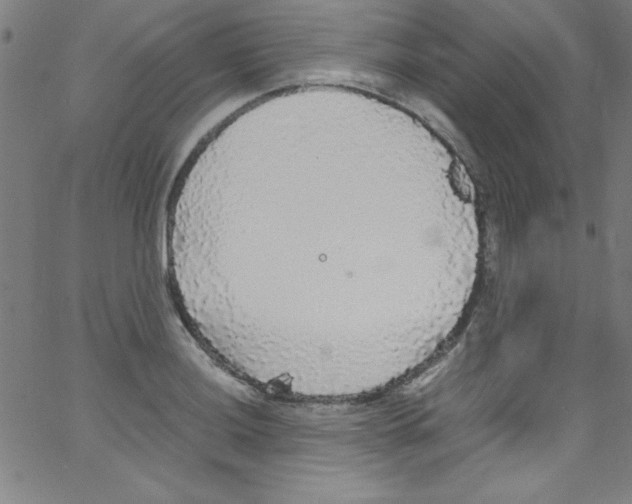 X0000067401036200604281902