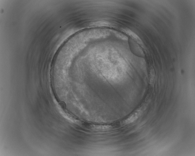 X0000067401039200604281902