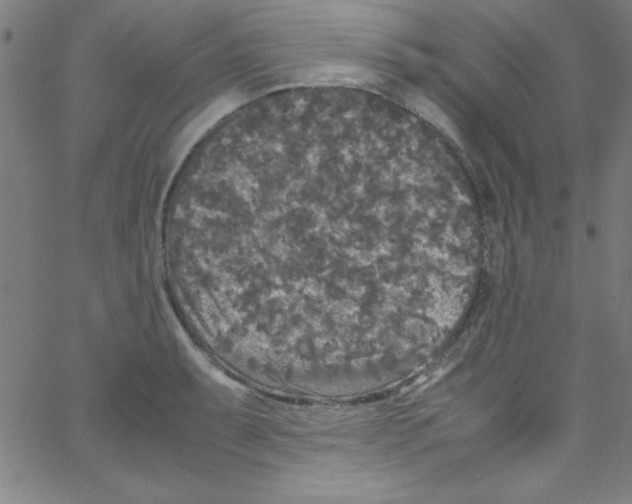 X0000067401087200604281901