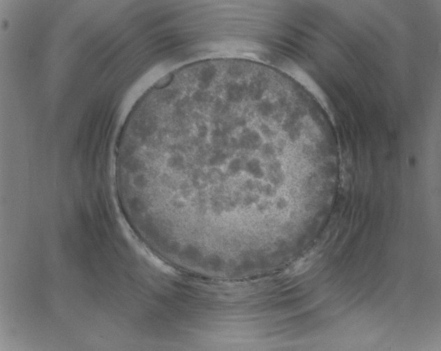 X0000067401096200604281901