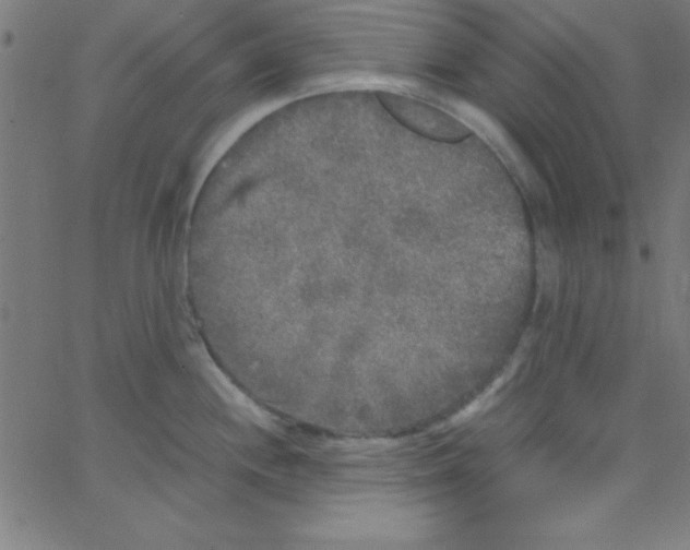 X0000067401244200604281900