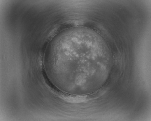 X0000067460032200604071140