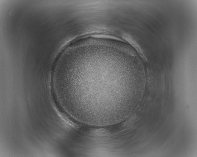 X0000067460058200604071139