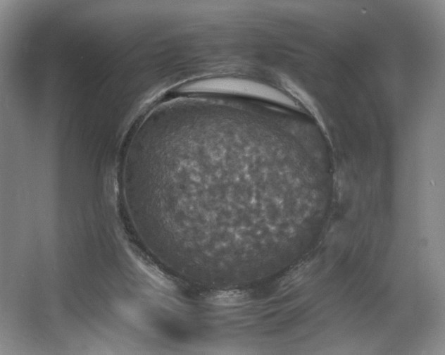 X0000067460059200604071139