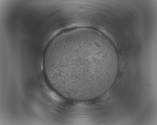 X0000067460062200604071139