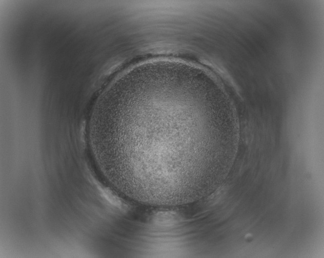 X0000067460066200604071139