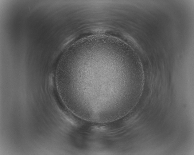 X0000067460071200604071139