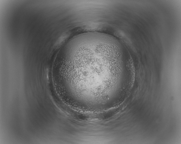 X0000067460115200604071138