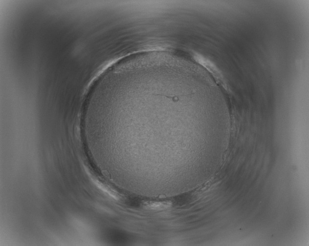 X0000067460155200604071137