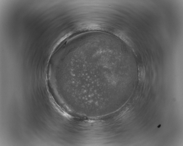 X0000067460390200604071134