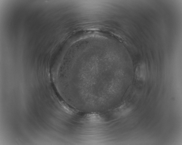 X0000067460424200604071133