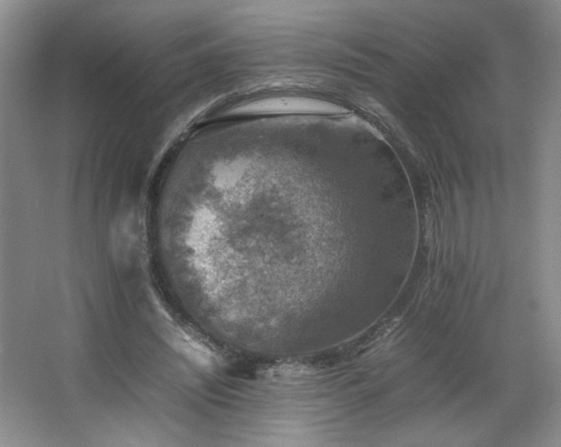 X0000067460444200604071132