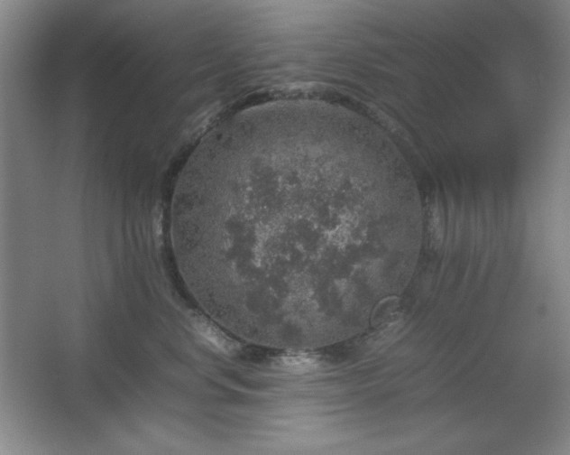 X0000067460668200604071129