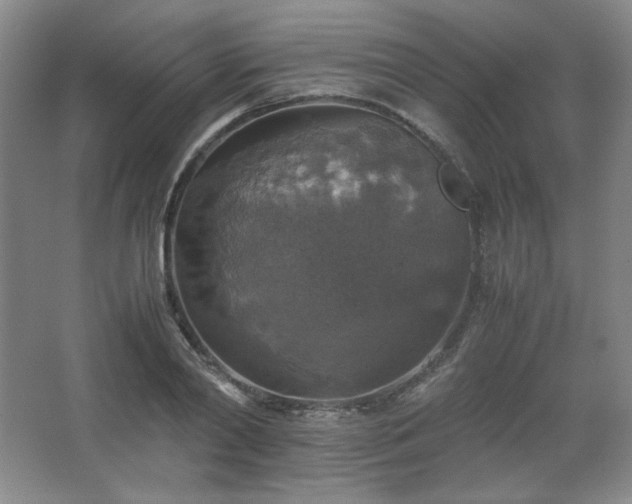 X0000067460790200604071127