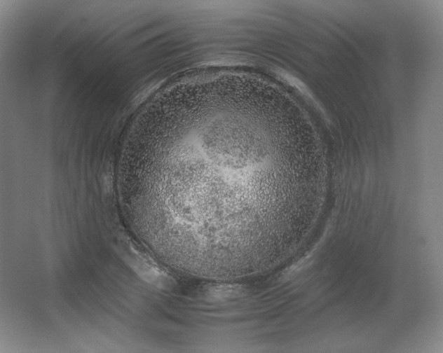 X0000067460833200604071126