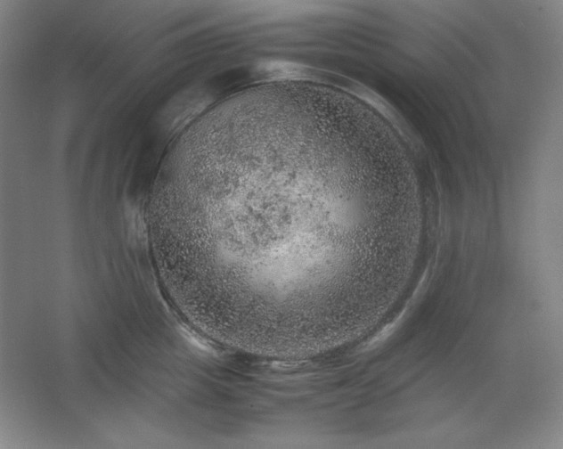 X0000067460857200604071126