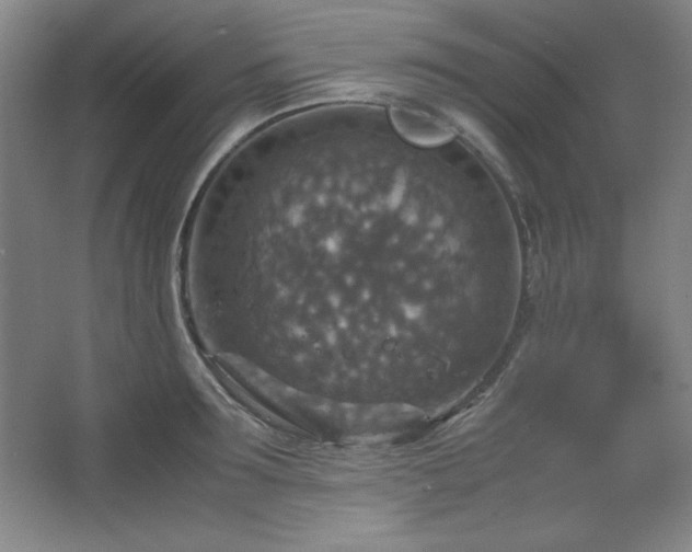 X0000067460899200604071125