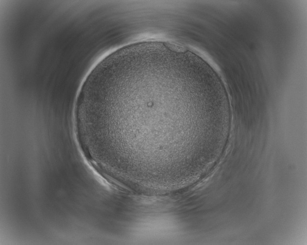 X0000067461056200604071123